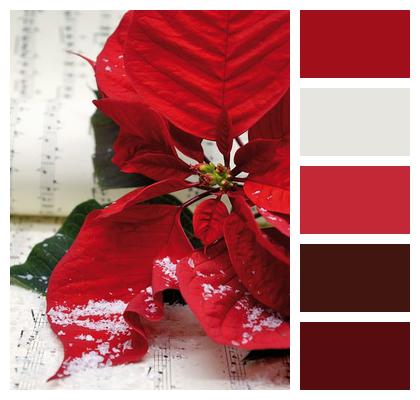 Flower Christmas Sheet Music Image